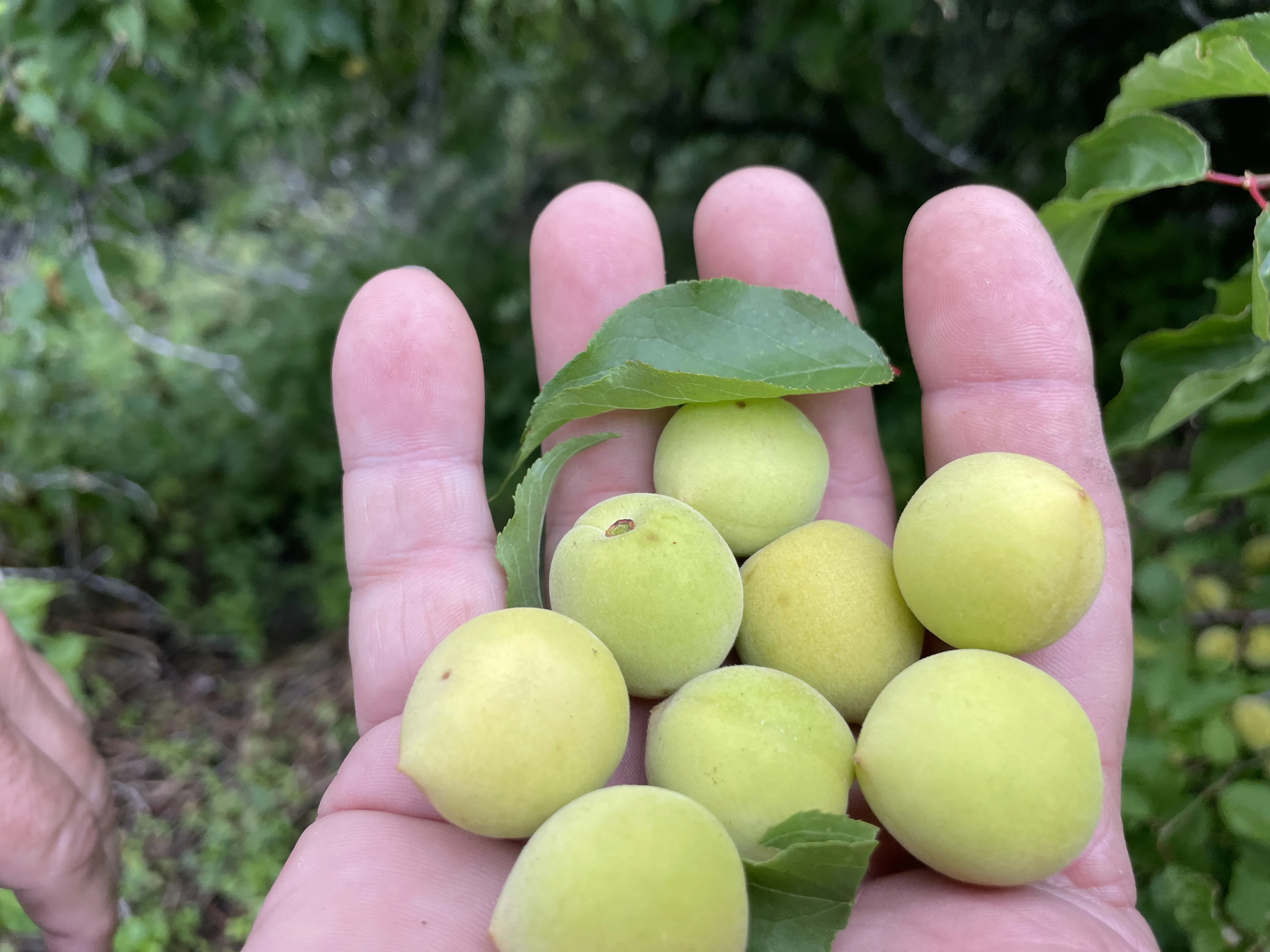 梅子利口酒 WILD PLUM LIQUEUR