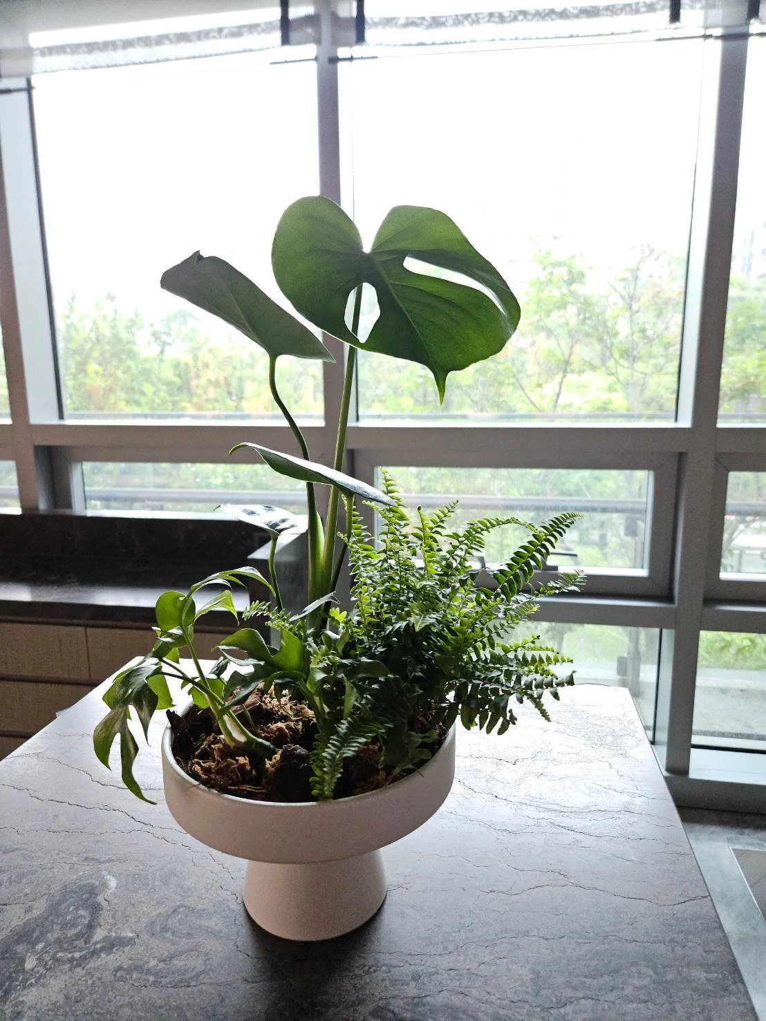 向陽而生-客訂植栽