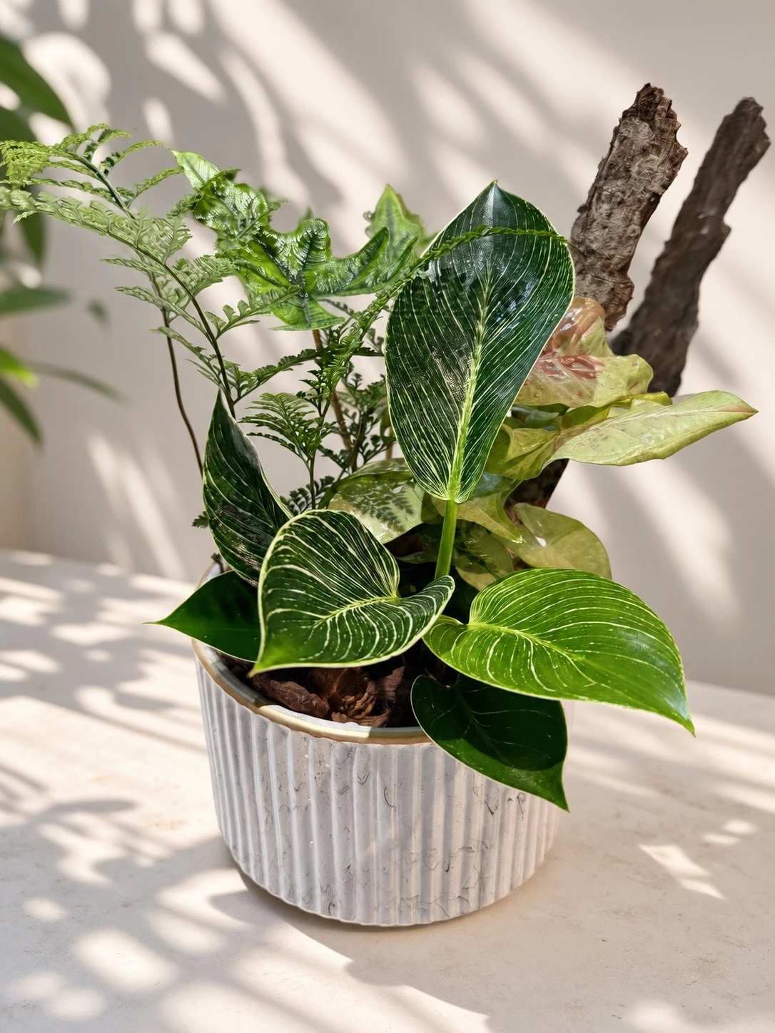 向陽而生-客訂植栽