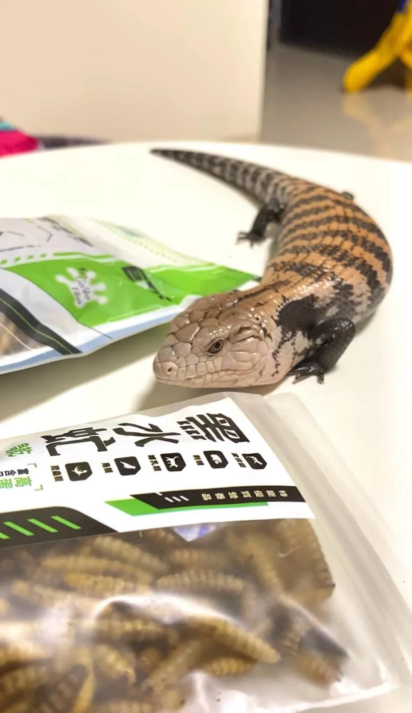Heprik赫普力克 黑水虻蟲乾