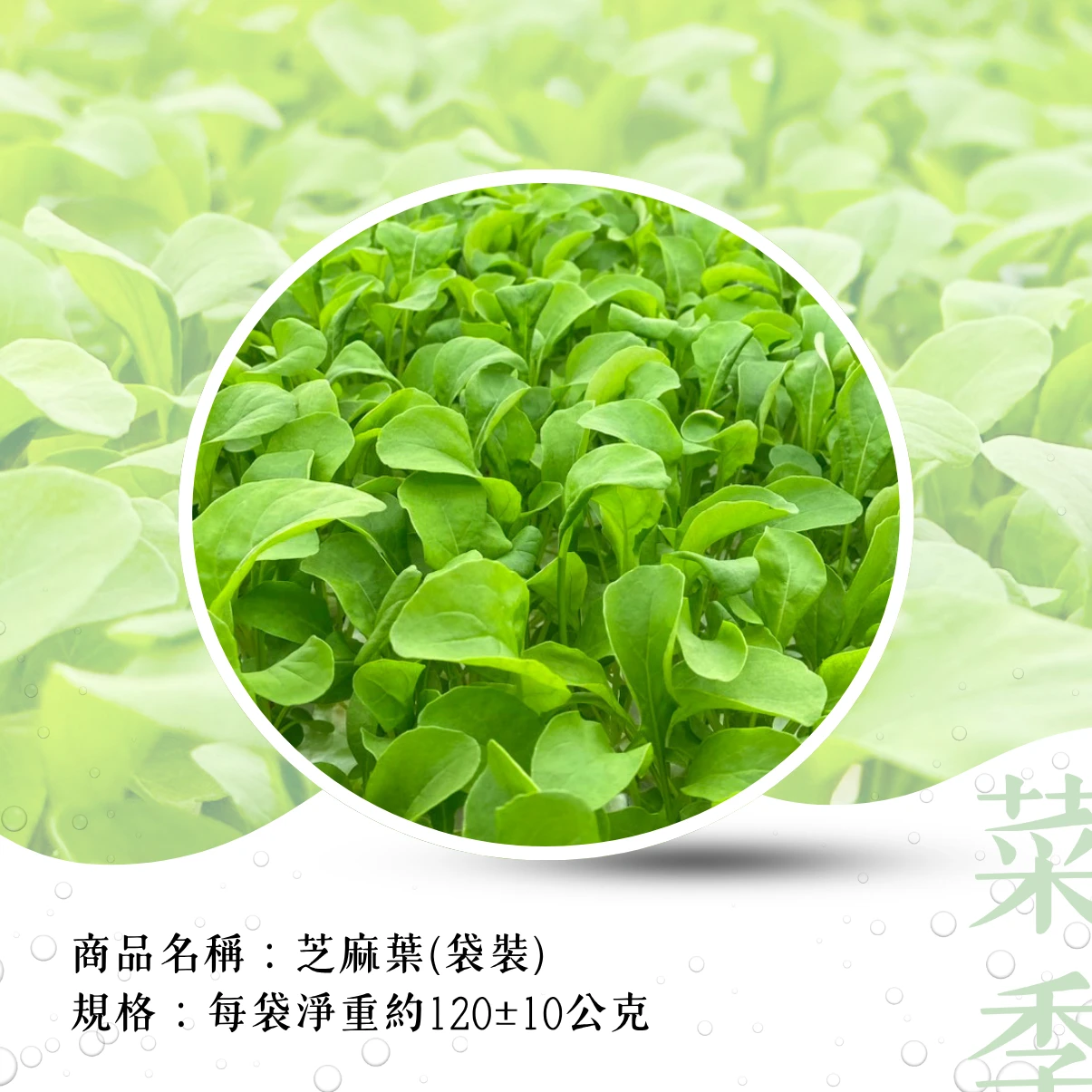 芝麻葉