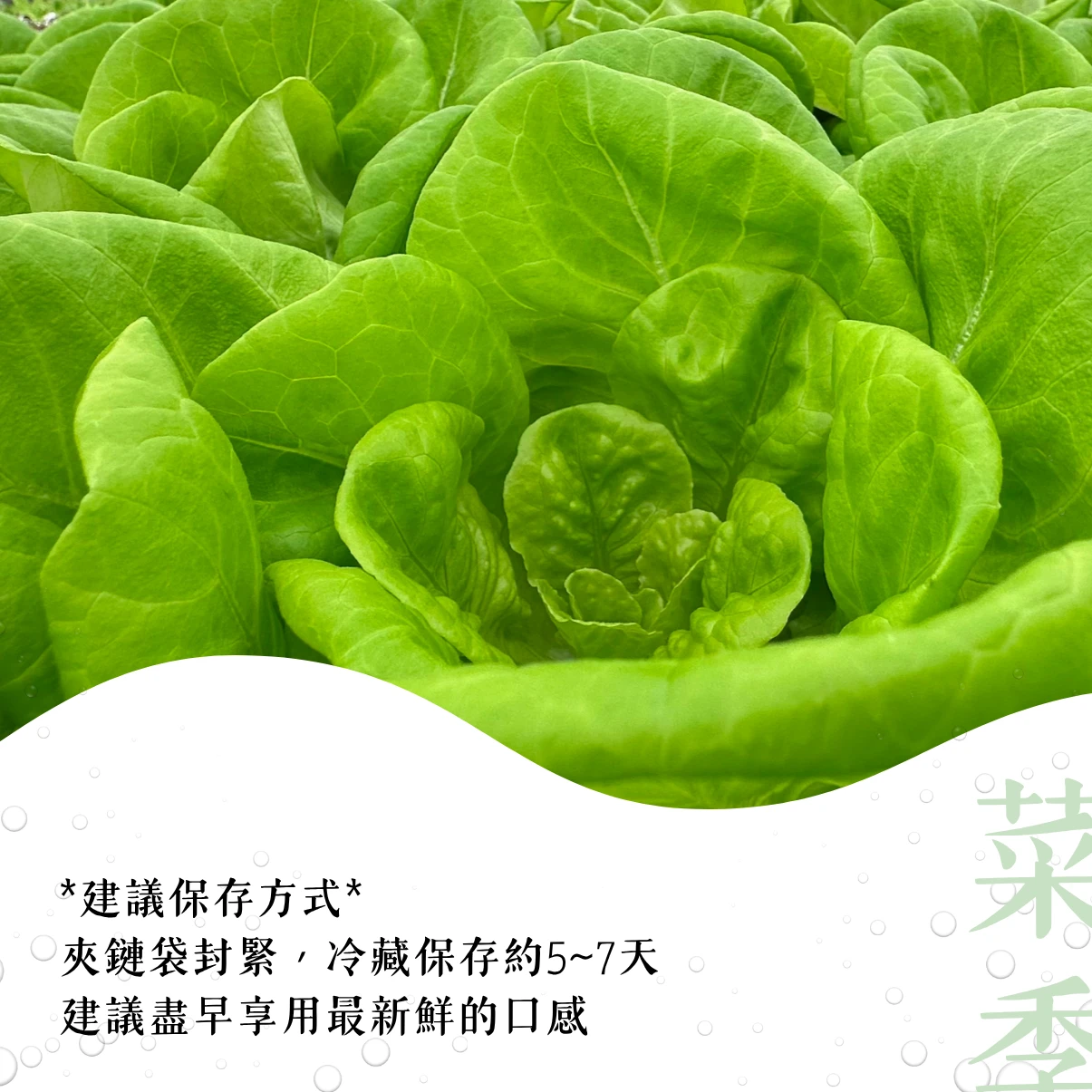 綜合萵苣