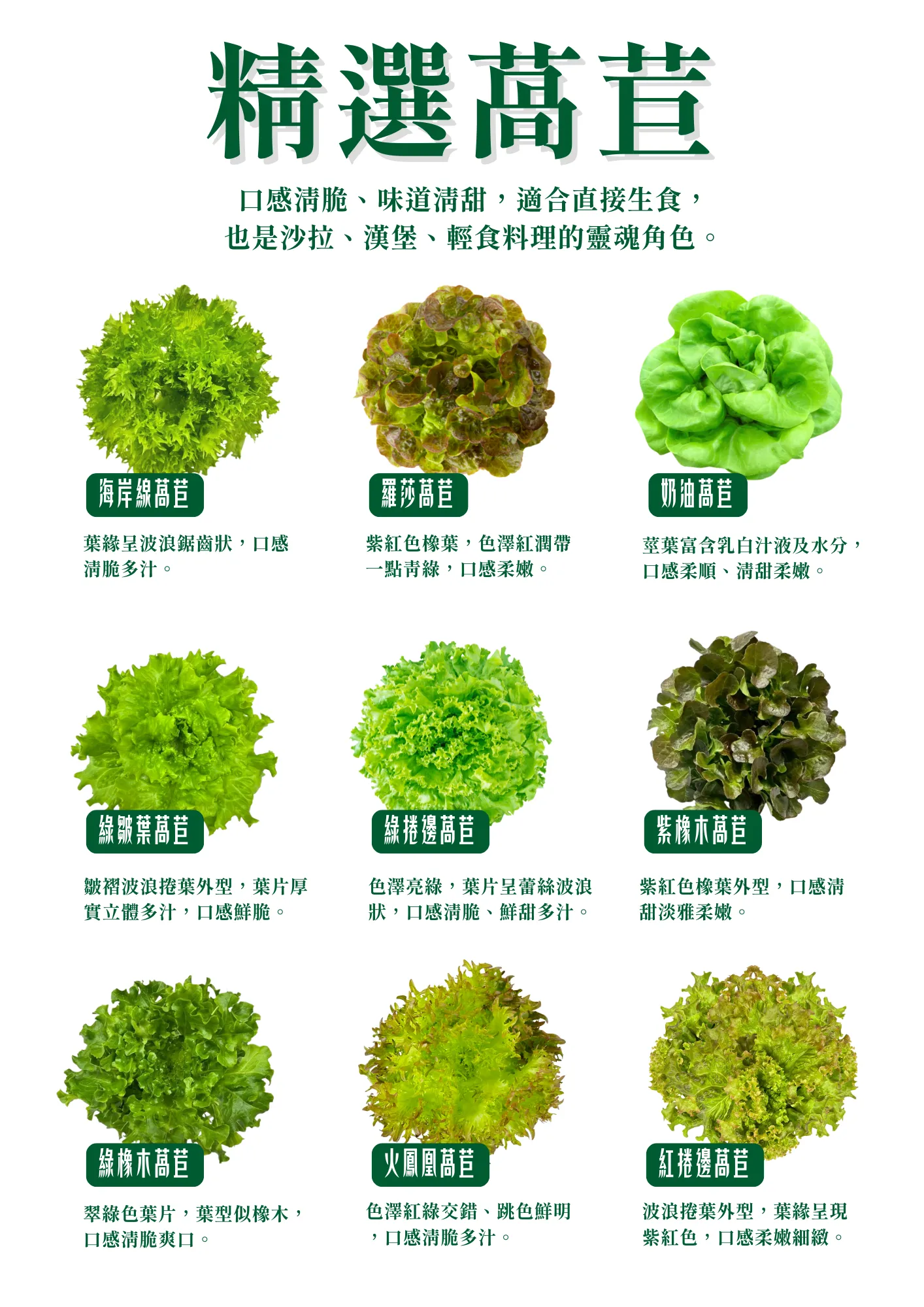 綜合萵苣