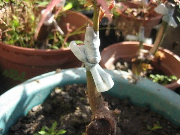 盆栽.水果苗.樹苗專用(接木膠帶.繃帶)(無黏性)