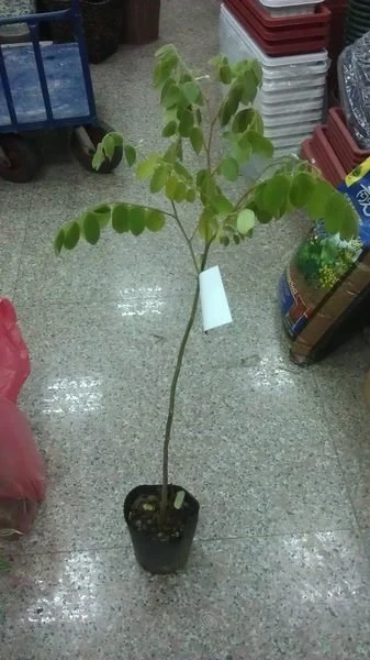 (花旗木)泰國櫻花