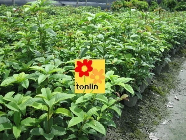 優質樹種(桂花)四季桂