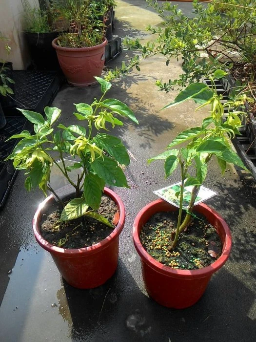 (四季矮種香水樹)香水樹