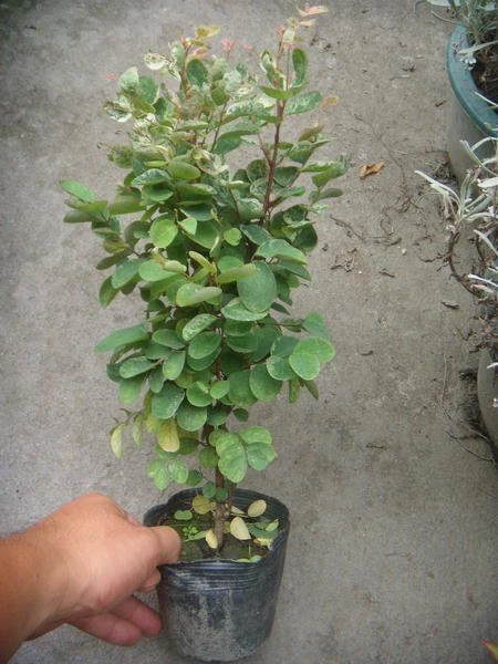 雪花木