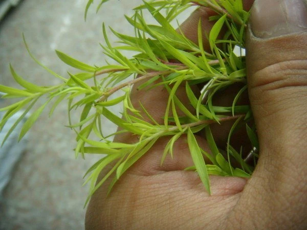 (黃金串錢柳)串錢柳