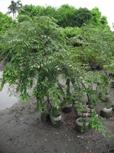 雞油(櫸木)台灣櫸