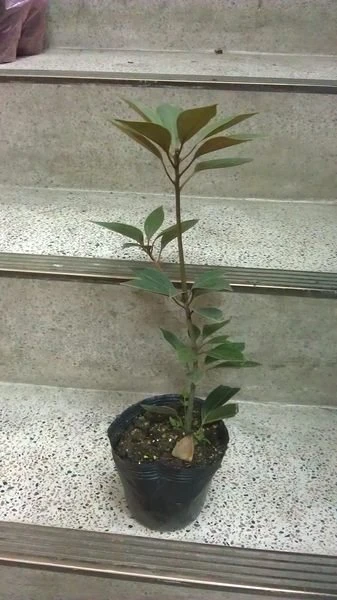 金新木薑子(佛光樹)