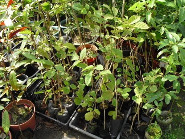 (黃花風鈴木)金風鈴