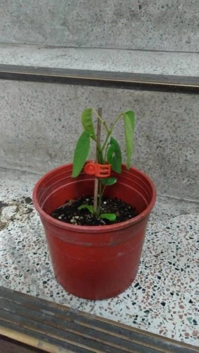 印度小葉紫檀