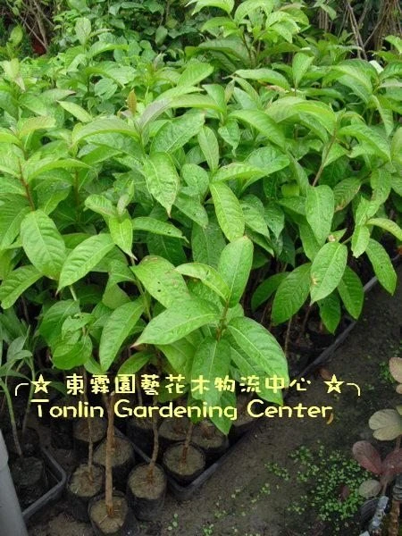(大花紫葳)大花紫薇