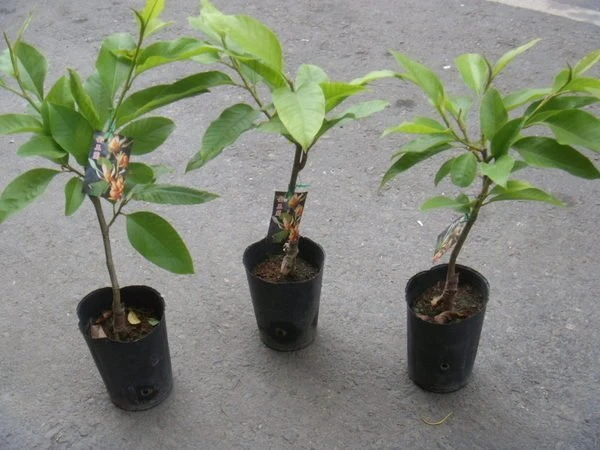 (白玉蘭花)玉蘭花