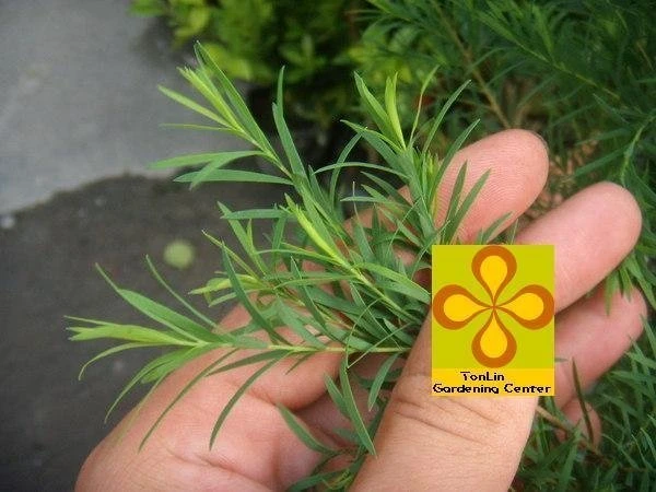香草植物( 澳洲茶樹 )