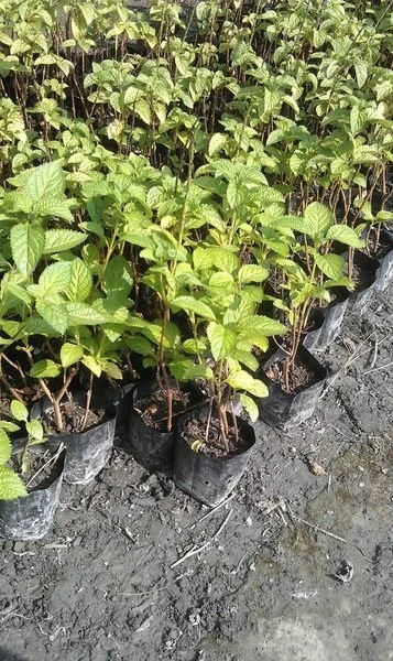 (紫花長穗木)長穗木