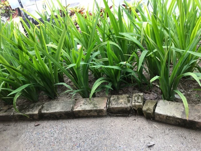 黃扇鳶尾