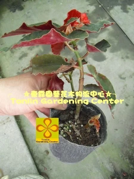 (法國秋海棠)秋海棠