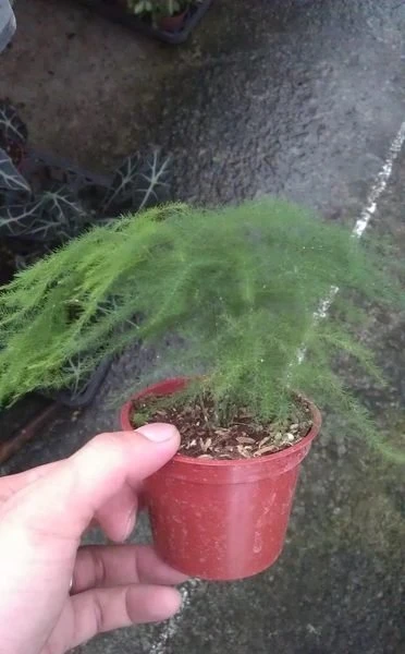 (文竹)新娘草