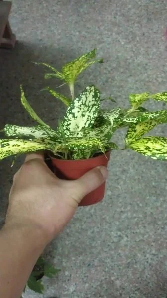 星點木