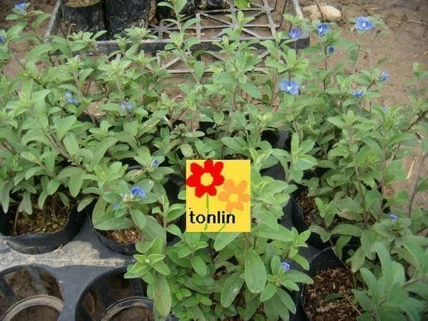 藍星花