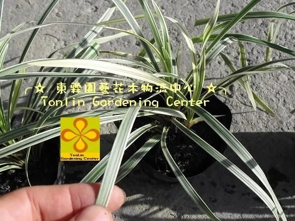 銀紋沿階草