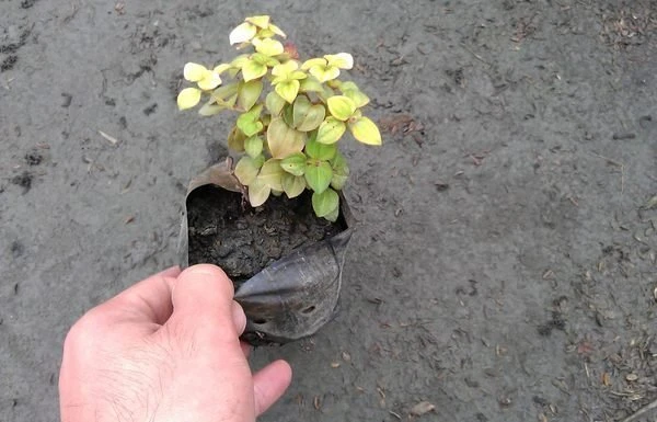 蔓性野牡丹