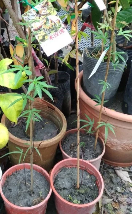 木玫瑰
