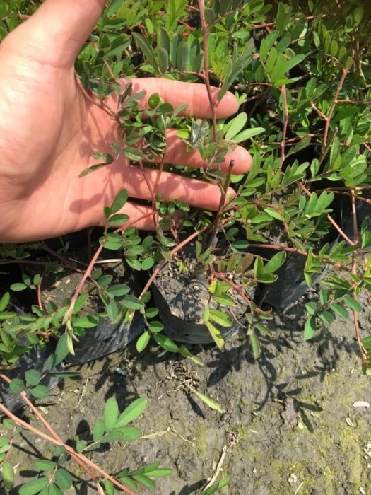 穗花木蘭