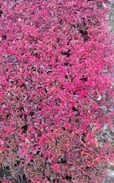 (紅莧草) 綠莧草