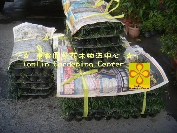 ( 玉龍草)短葉沿階草