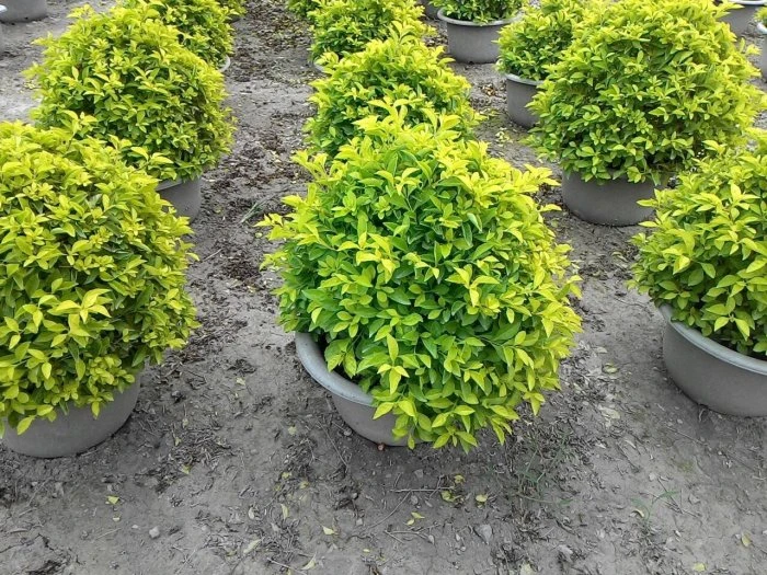 (球型黃金露花)球型金露花