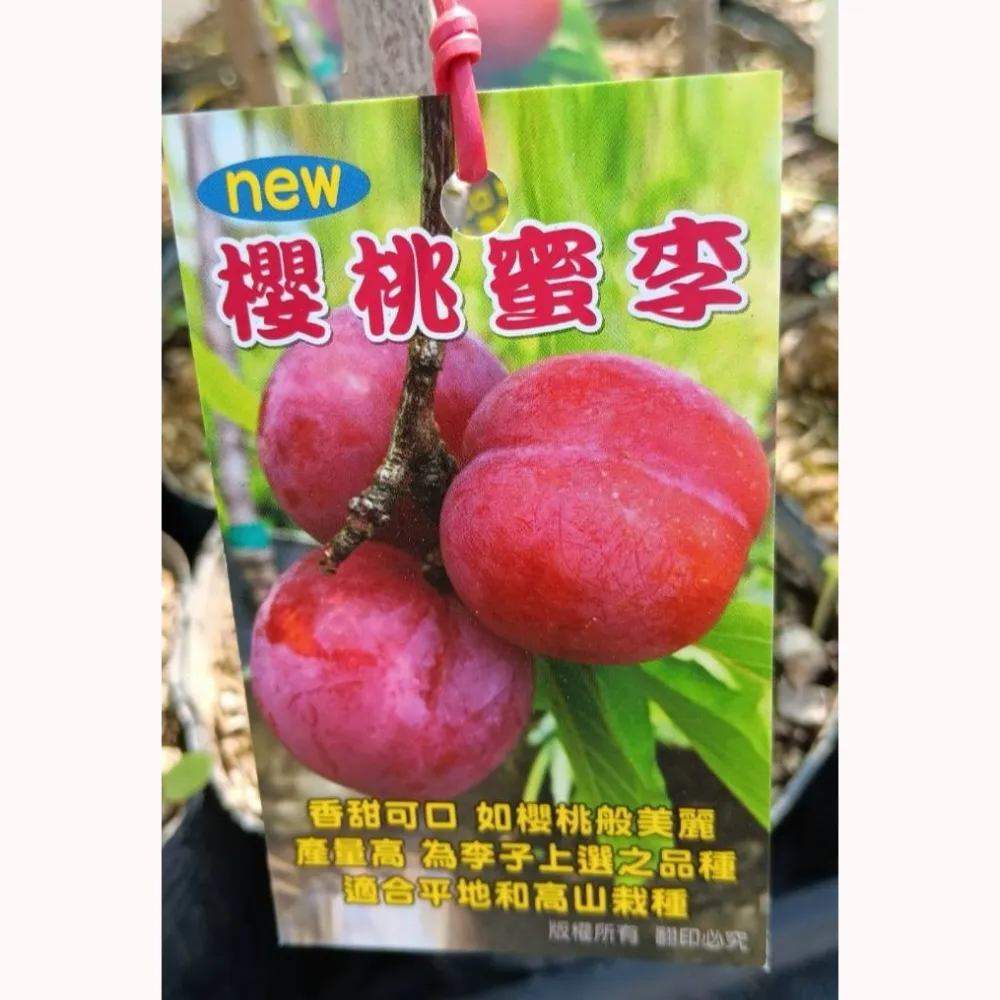 櫻桃蜜李
