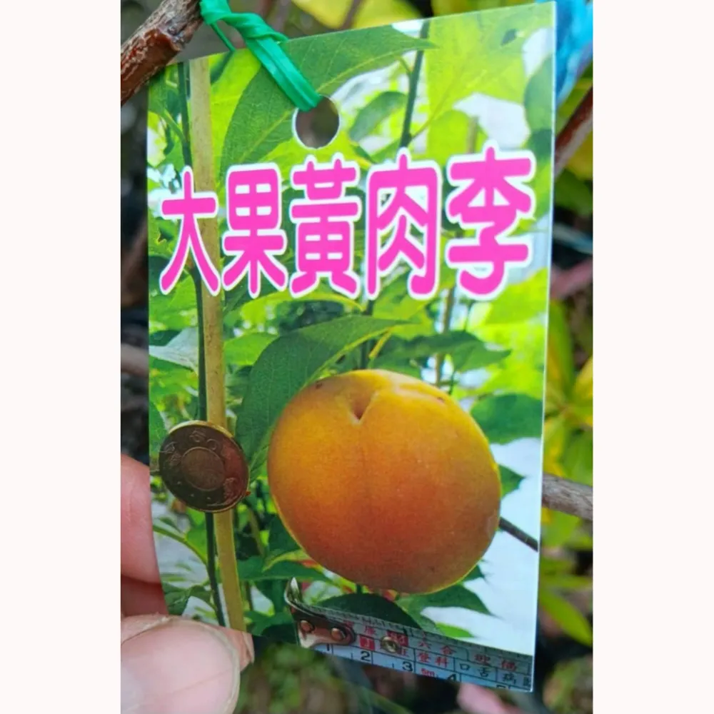 大果黃肉李