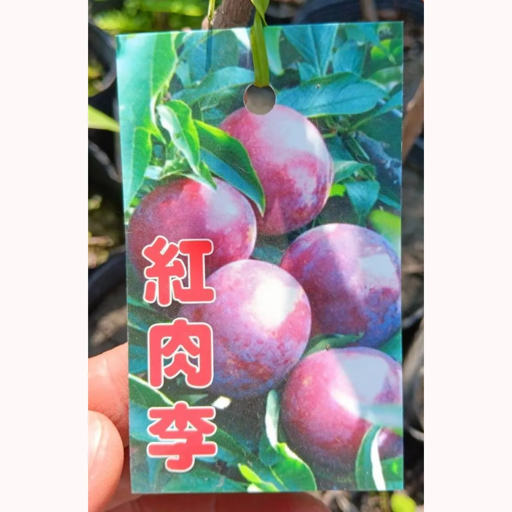 紅肉李