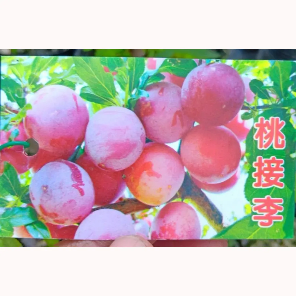 桃接李