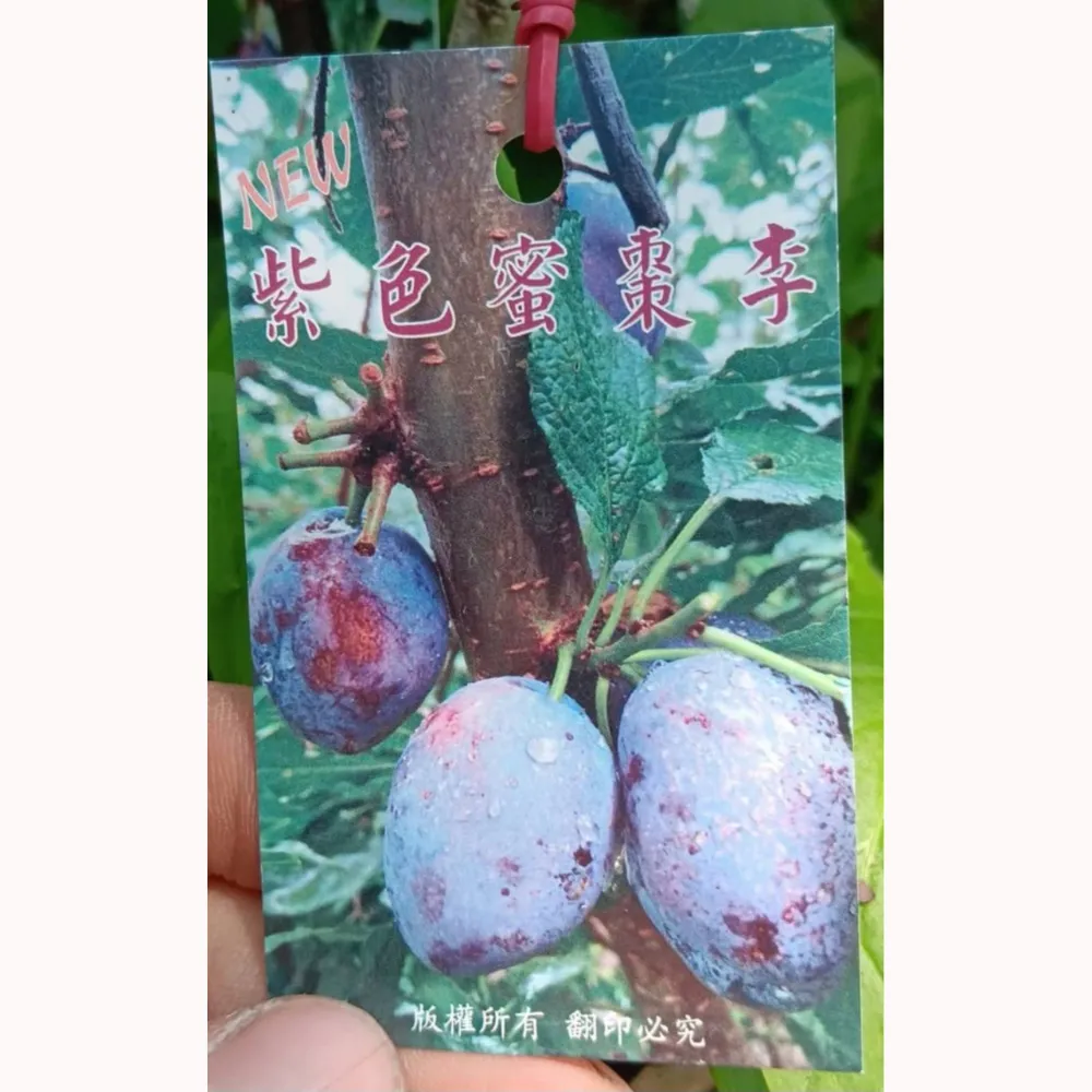 紫色蜜棗李