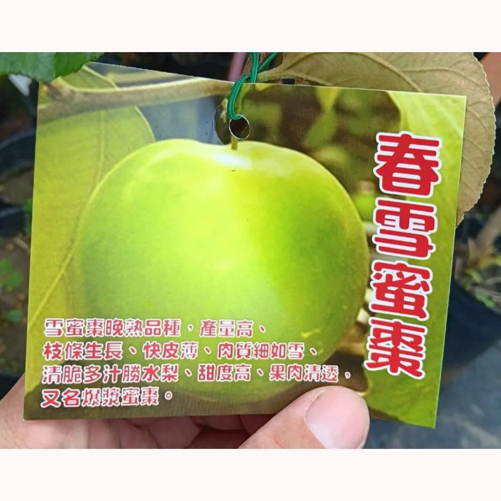 春雪蜜棗