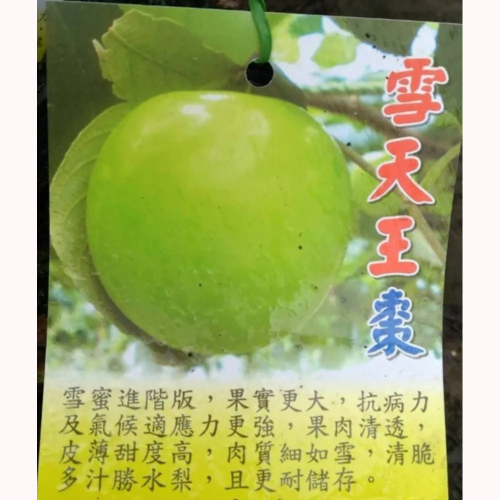 雪天王