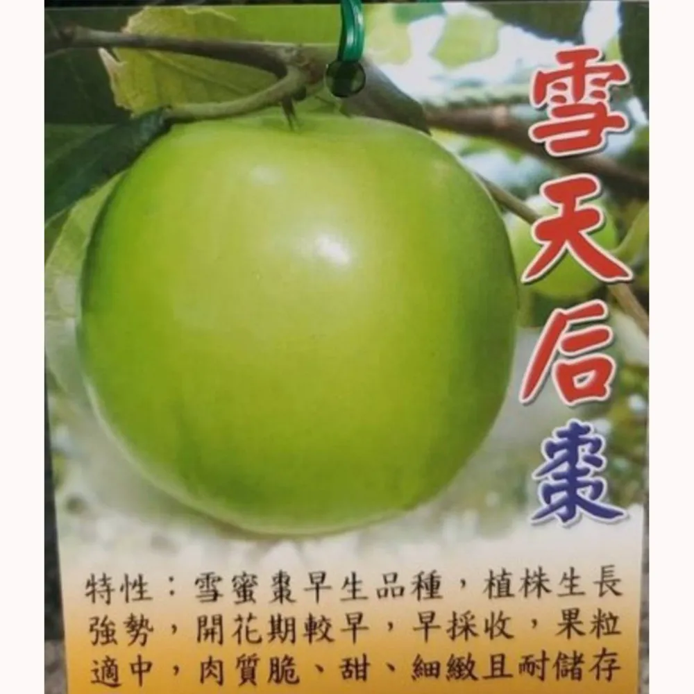 雪天后