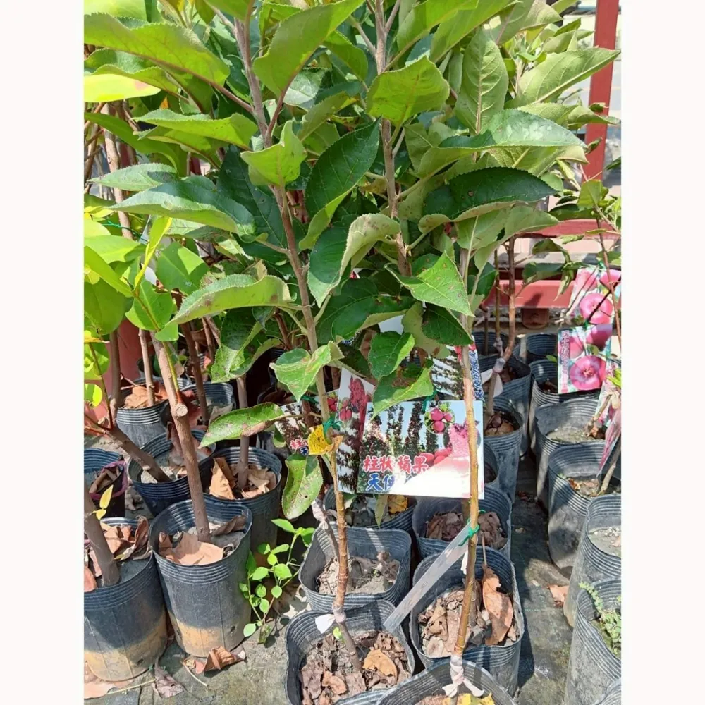 柱狀蘋果
