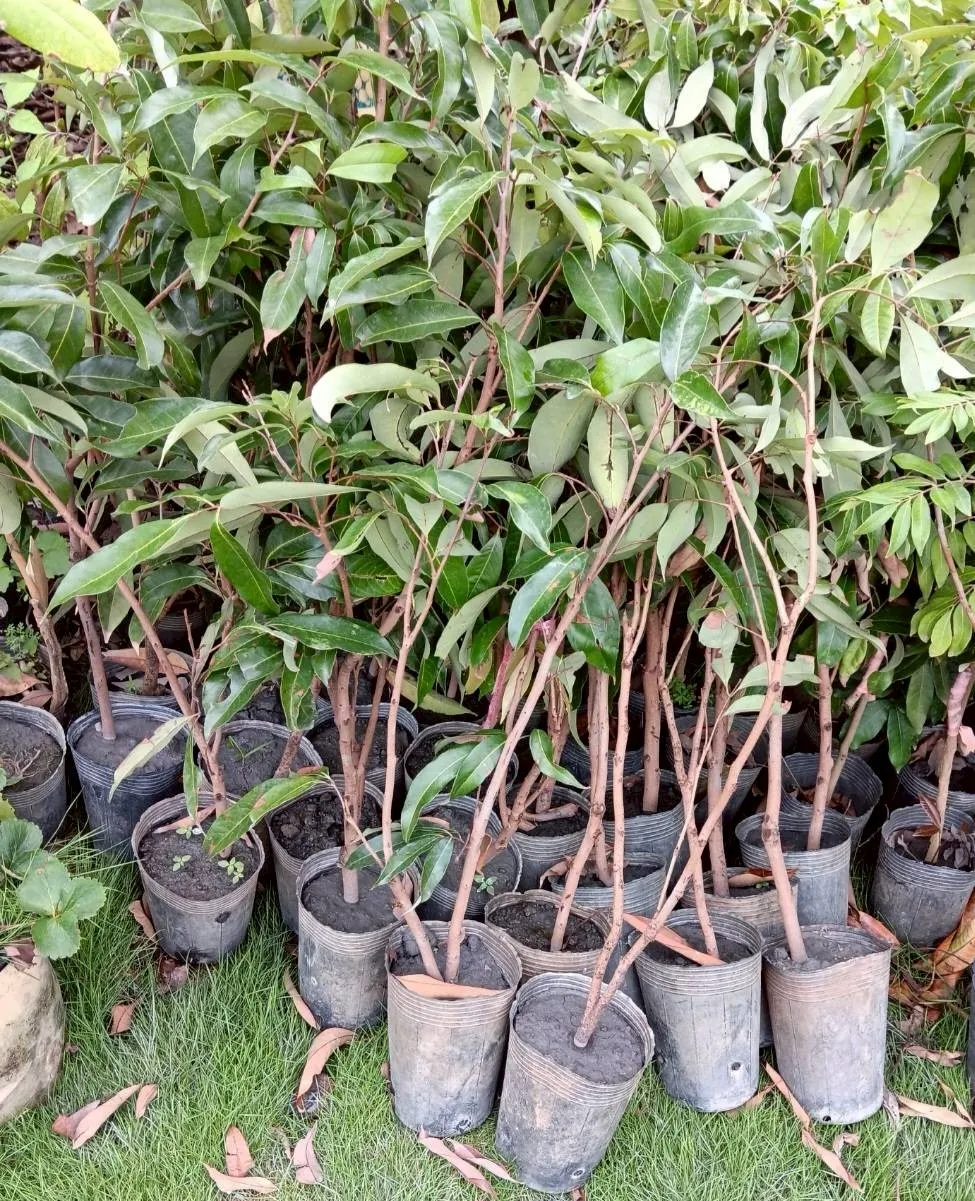 黑葉荔枝