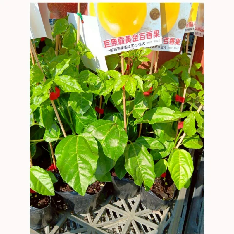 香蜜百香果