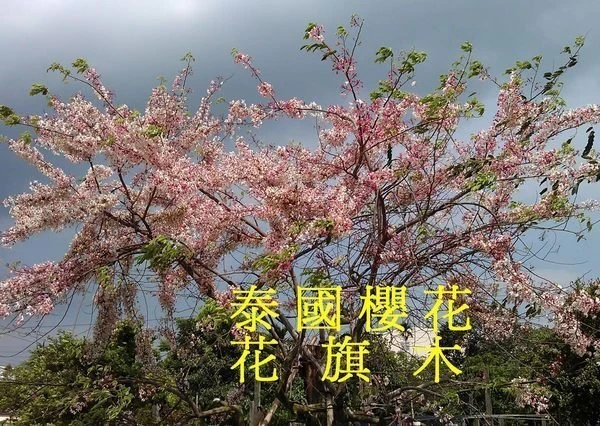 (花旗木)泰國櫻花