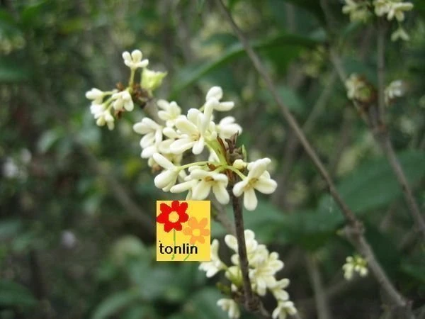 優質樹種(桂花)四季桂