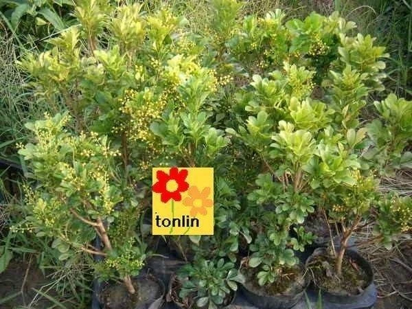 香花植物( 樹蘭 ) 樹蘭