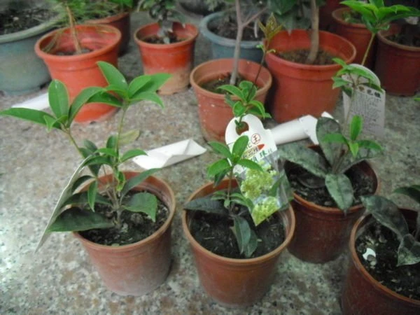 (早花丹桂)桂花