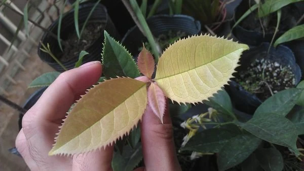 珍稀桂花** (五彩桂)珍珠彩葉桂