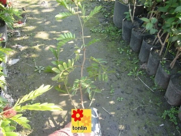 (白合歡)白绒球
